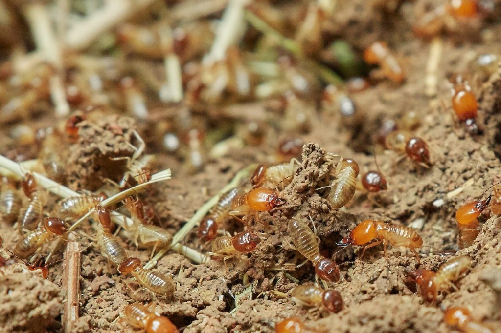 invasion de termites Oise | Couvreur Sami 95